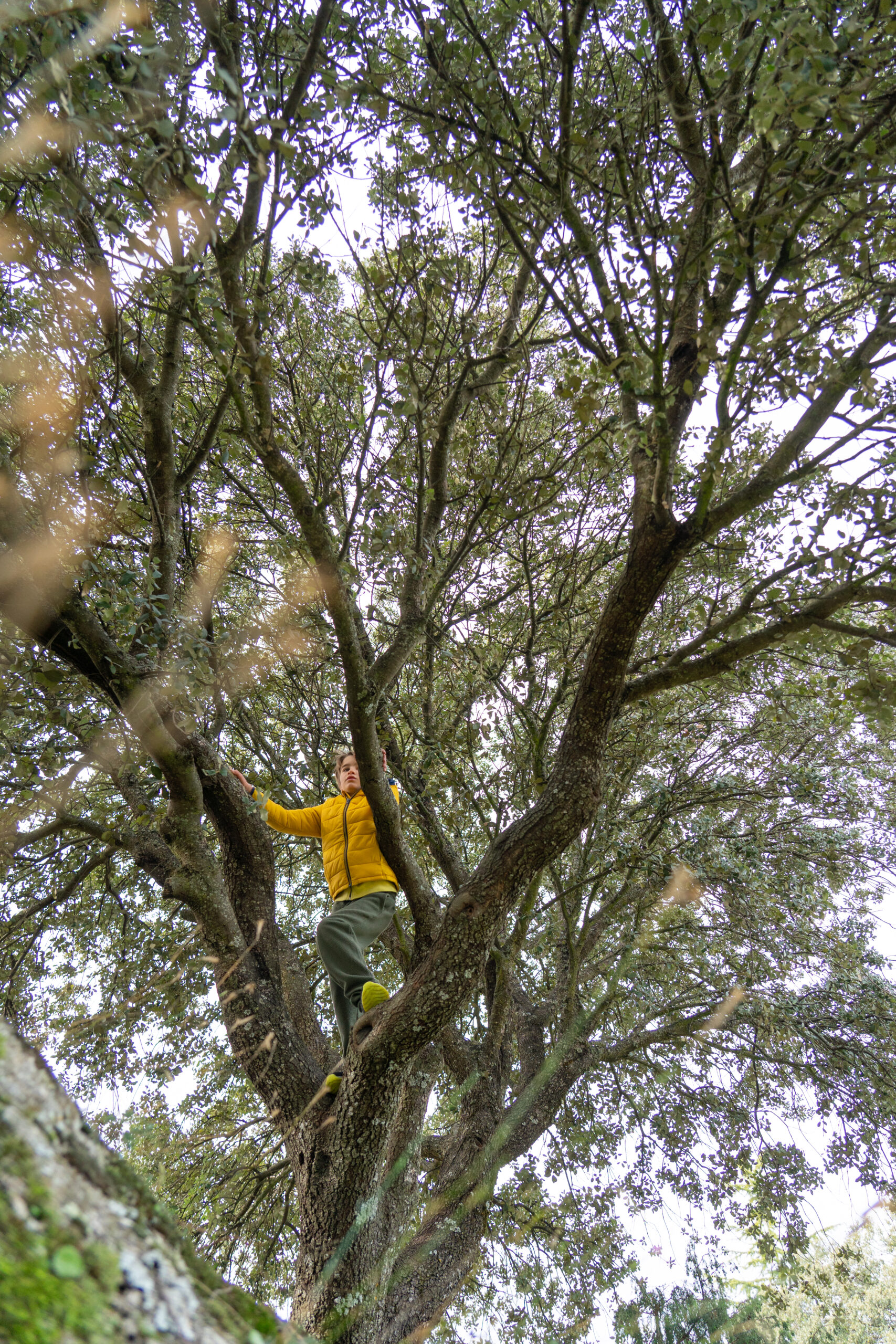 Etetage des arbres dangeureux